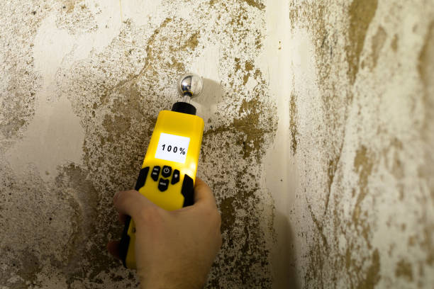 Best Professional Mold Removal  in Brookwood, AL